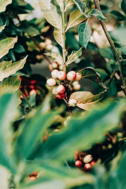 Coffee Plant